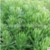 基地特供綠化專用草 耐旱 佛甲草種植技術佛甲草種子低價優惠