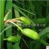 供應蘭花鳶尾種子批發 庭院別墅公園綠化 量大從優 蘭花鳶尾種子