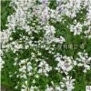 吊鐘柳草花種子 優(yōu)質(zhì)觀花植物 花海種籽菊花籽 發(fā)芽率高 量大優(yōu)