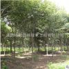 紅櫸樹苗批發 工程綠化苗木 凈化空氣 量大價格優惠 庭蔭櫸樹苗
