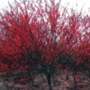 基地批發(fā) 紅碧桃樹苗 基地直銷 紅葉碧桃 紫葉碧桃小苗 量大從優(yōu)