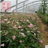 品種月季花 大花月季四季開花 工程綠化月季觀花植物花卉園藝庭院