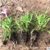 綠化花卉歐石竹盆栽 五彩石竹 常夏歐石竹 耐寒耐旱歐石竹營養杯