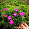 綠化花卉歐石竹盆栽 五彩石竹 常夏歐石竹 耐寒耐旱綠化花卉