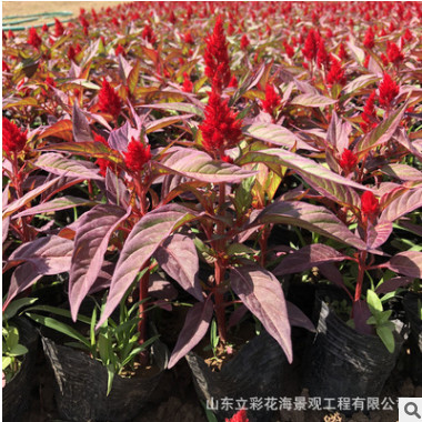基地直銷優質盆栽 雞冠花 量大從優品種齊全 雞冠花苗花色純正