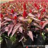 基地直銷優質盆栽 雞冠花 量大從優品種齊全 雞冠花苗花色純正