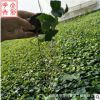 基地直銷批發青葉常春藤觀葉植物綠植墻小盆栽凈化空氣藤類花卉