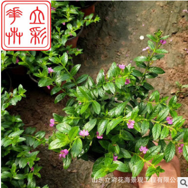 四季開花植物陽臺花卉綠色花草 滿天星觀花盆栽綠植盆景庭院花苗