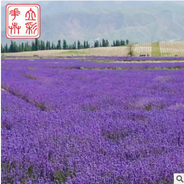 地被植物 資深培育專家 地被薰衣草批發選立彩花卉