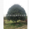 N桂花 桂花樹苗 桂花盆栽 庭院觀花植物 芳香植物