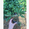 熊掌木 防輻射凈化空氣植物 等各種規(guī)格灌木