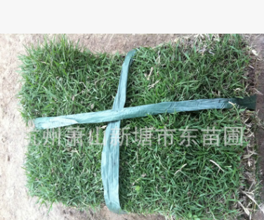 綠化工程草坪/馬尼拉草皮/馬尼拉暖季型草坪耐踩耐寒耐旱