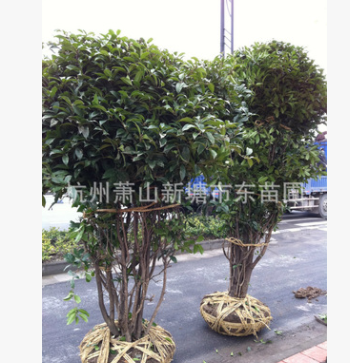 精品桂花/大桂花八月桂丹桂金銀桂花四季桂等綠化工程用苗