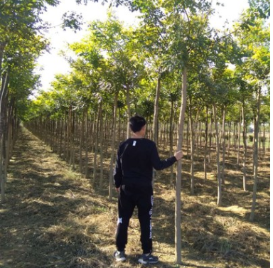 基地常年供應 國槐 喬木 園林綠化 行道樹 量大優惠 苗圃