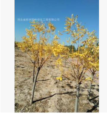 基地常年供應金葉槐5公分6公分量大從優清地綠化苗木