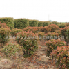 產地供應紅葉石楠球 紅葉石楠柱公園廣場園林綠化樹 造型樹