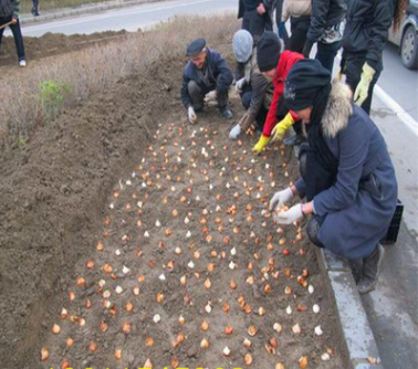 批發(fā)郁金香種球 荷蘭郁金香種球 室內(nèi)盆栽種球花卉 水培土培