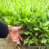 基地批發玉簪苗 青葉玉簪苗 花葉玉簪苗 盆栽地栽植物