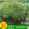水生植物 旱傘草 花卉盆栽植物 景觀水竹 凈化水質