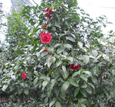 供應(yīng)質(zhì)優(yōu)七芯紅花山茶3公分 品質(zhì)優(yōu)良