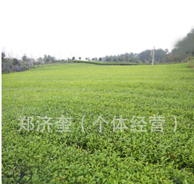 福鼎大白茶 茶苗 福鼎大葉大毫 福鼎小葉白毛