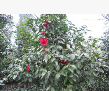 八月桂花樹(shù)苗 地徑一公分 桂花樹(shù) 桂花苗 金桂樹(shù)苗批發(fā)