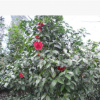 八月桂花樹苗 地徑一公分 桂花樹 桂花苗 金桂樹苗批發(fā)