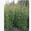供應優良常春藤本植物油麻藤 牛馬藤