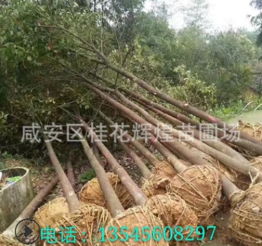 供應(yīng)香樟樹3/4/5/6/7/8/10/12/15/18/20/30公分