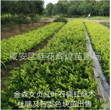 苗圃直銷 金森女貞小苗批發(fā) 彩色苗 金葉女貞苗銷售