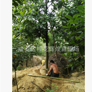 基地出售８/10/12公分廣玉蘭 廣玉蘭樹 規(guī)格齊全 綠化樹苗