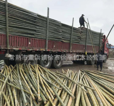 自產(chǎn)自銷毛竹綠化毛竹支撐 竹子 桿建筑搭架子毛竹樹木毛竹支撐架