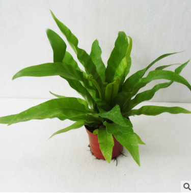 室內(nèi)觀葉花卉小盆栽 蕨類盆景植物（A90)鳥(niǎo)巢蕨
