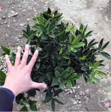 觀花多肉植物室內盆栽耐陰花卉綠植 四季山茶花