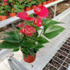 室內高檔盆栽四季開花植物安祖花（A130）紅成功