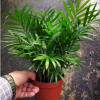 觀葉植物小盆栽 苔蘚微景觀背景植物（120）袖珍椰子