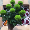 高檔小盆栽花卉觀花植物工程時花 帶花帶苞