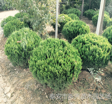 泰安龍柏球 高桿龍柏球80-150公分 規(guī)格齊全