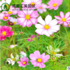 格桑花波斯菊花籽 混色高桿野花組合綠化景觀用草花種子袋裝30KG