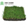 成都果嶺草真草皮批發(fā) 耐踐踏矮生百慕大草坪卷 四季常青交播草坪