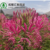 批發(fā)優(yōu)質(zhì)草花醉蝶花花卉種子景觀花海工程園林綠化用蜘蛛花種籽