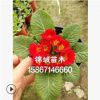 報春花又名年景花、 四季報春、櫻草 、少女櫻草 高25公分左右