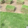 馬尼拉 果嶺草 百慕大 臺灣草 基地直銷 各種綠化苗木 品種齊全