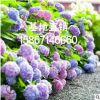 繡球無盡夏 高50公分左右 產地直銷 量大優惠 八仙花 木本繡球