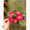 報春花 高25公分左右 又名年景花、櫻草、 四季報春 、少女櫻草
