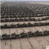 果嶺草 馬尼拉 混播黑麥草 百慕大 工程綠化 基地大量 價格優惠