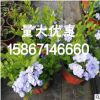 藍雪花 高度40公分左右 基地直銷 別稱山灰柴 假靛 角柱花