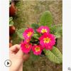 報春花又名 年景花、櫻草、 四季報春 、少女櫻草 高25公分左右