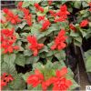 一串紅 雞冠花 矮牽牛 高25公分左右 基地直銷 量大優惠