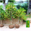 流蘇嫁接桂花盆栽植物桂花樹苗室內盆栽金桂八月桂花沉香桂四季桂